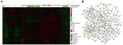 Regulatory Network and Prognostic Effect Investigation of PIP4K2A in Leukemia and Solid Cancers